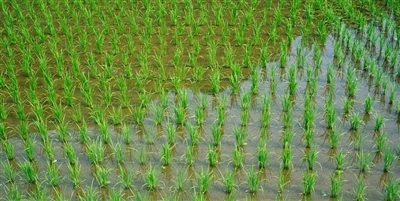 Fremme bærekraftig landbruk: HESHENG støpt masses bidrag til ufarlig planting